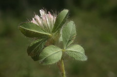Trifolium diffusum