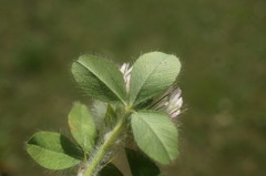 Trifolium diffusum