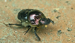 Onthophagus dandalu