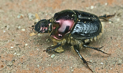 Onthophagus dandalu