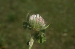 Trifolium diffusum