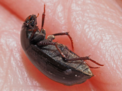 Hydrobius
