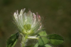 Trifolium diffusum