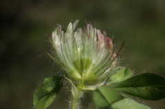 Trifolium diffusum