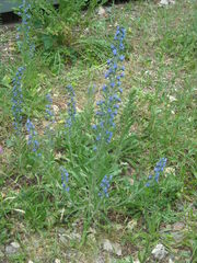 Echium vulgare