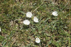 Convolvulus lineatus