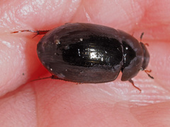 Hydrobius