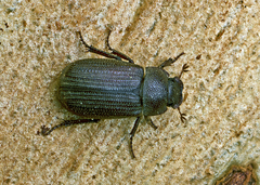 Maechidius