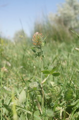 Trifolium diffusum