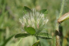 Trifolium diffusum
