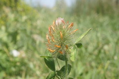 Trifolium diffusum