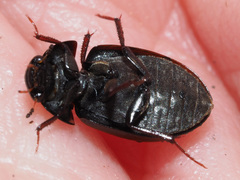 Hydrobius