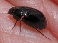 Hydrobius