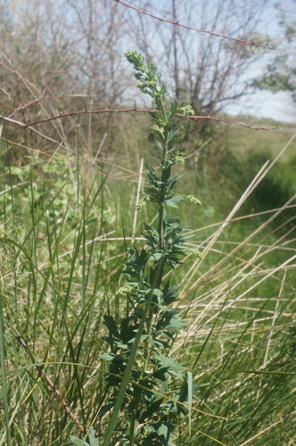 Thalictrum simplex iNat (1)