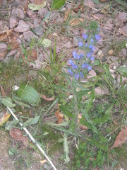 Echium vulgare