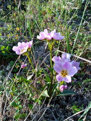 Claytonia acutifolia
