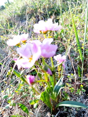 Claytonia acutifolia
