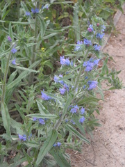 Echium vulgare