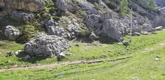 Marmota marmota
