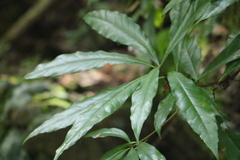 Litsea acuminata