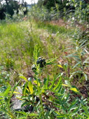 Tanacetum vulgare boreale