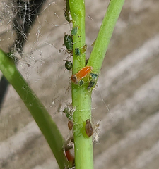 Aphidoletes aphidimyza
