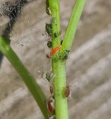 Aphidoletes aphidimyza