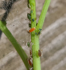 Aphidoletes aphidimyza
