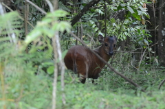 Cephalophorus harveyi