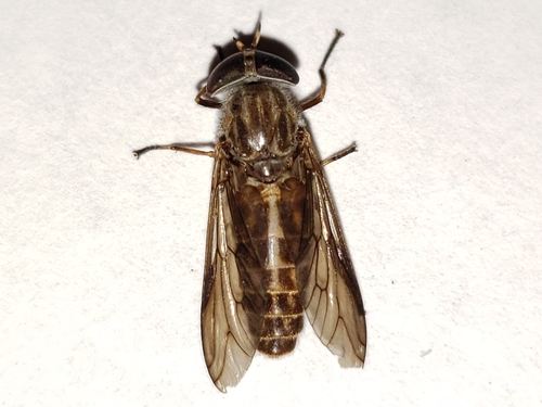 Tabanus longiusculus