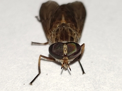 Tabanus longiusculus