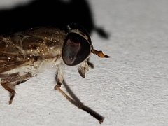 Tabanus longiusculus