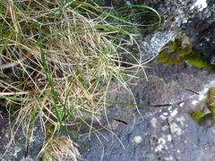 Carex rupestris