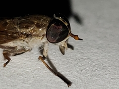 Tabanus longiusculus