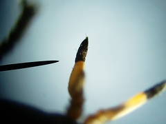 Tabanus longiusculus