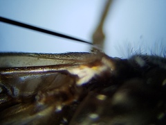 Tabanus longiusculus