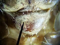 Tabanus longiusculus