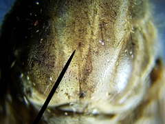 Tabanus longiusculus