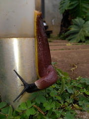 Urocyclidae