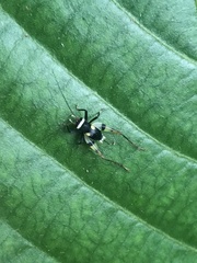 Rhicnogryllus bipunctatus