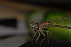Odonata