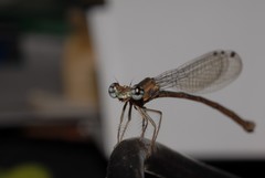 Odonata