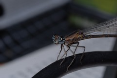 Odonata