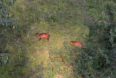 Cephalophorus harveyi