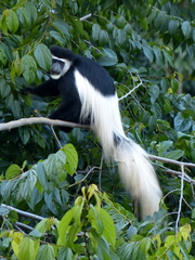 Colobus caudatus