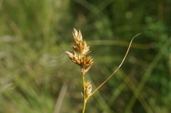 Carex colchica