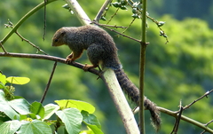 Heliosciurus undulatus