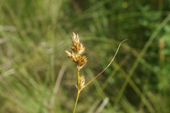 Carex colchica
