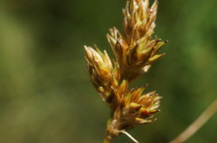 Carex colchica