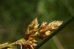 Carex colchica